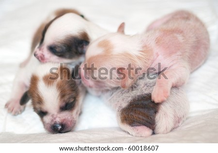 Three puppies of breed the Chinese crested dog on light background. Shallow DOF