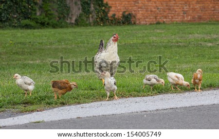 Chicken Family Crossing Street