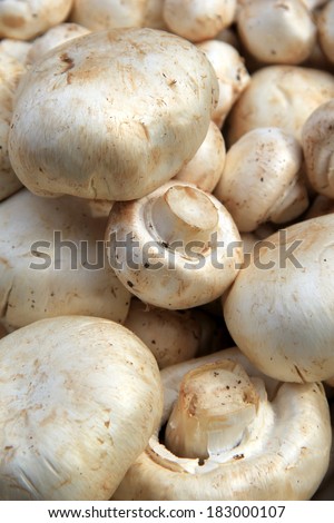 Grouping of fresh picked mushrooms, just one of many vegetables offered at farmers market for shoppers who love to eat from the land and support local growers.