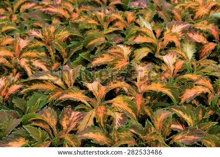 Beautiful natural background of Coleus plants, a favorite ground cover in any landscaped garden.
