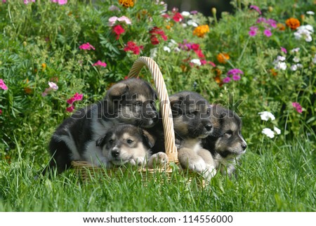 Four Alaskan Malamute Puppies in a Straw Basket