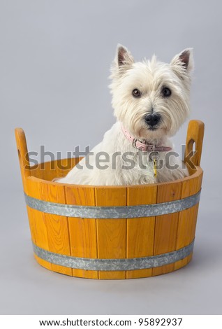 http://image.shutterstock.com/display_pic_with_logo/126811/126811,1330010056,1/stock-photo-west-highland-white-terrier-in-wooden-wash-tub-95892937.jpg