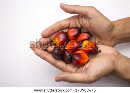two hands holding oil palm seed