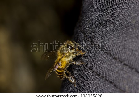 Yellow and black bee on black fabric