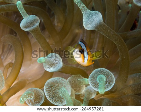 Picture of anemone fish also known as clown fish on its home the anemone taken while scuba diving