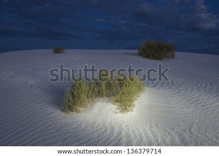 Brush growing on sand dunes at dusk, White Sand Dunes National Monument, New Mexico, USA