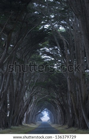 Trees canopy arching over a misty blue road, California, USA