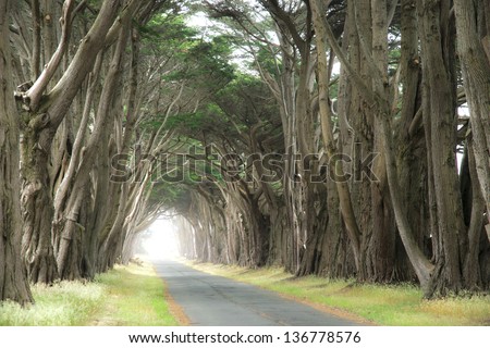 Tree canopy arching over a misty road, California, USA