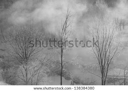 Ice covered trees on a cold Vermont morning, Stowe, Vermont, USA