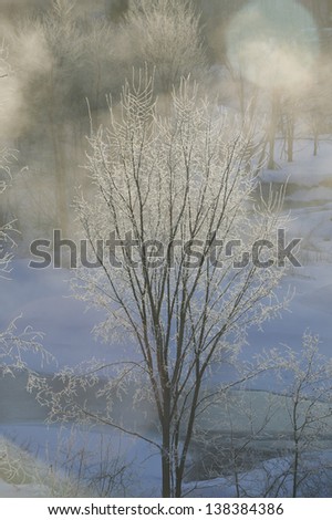 Ice covered trees on a cold Vermont morning, Stowe, Vermont, USA