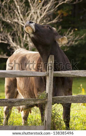Cow scratching itself on a fence post, Vermont, USA