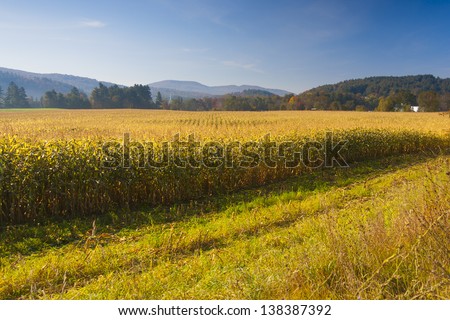 Corn field with the Stowe Community Church in the background, Stowe Vermont, USA