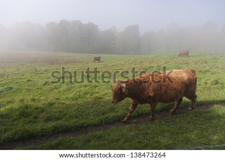 Trapp Family Lodges Scotch Highland cattle, Stowe, Vermont, USA