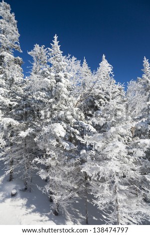 Snow covered pine trees, Stowe, Vermont, USA