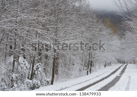 Snow covered road underneath a canopy of snow covered trees leading to Smugglers Notck, Stowe, Vermont, USA