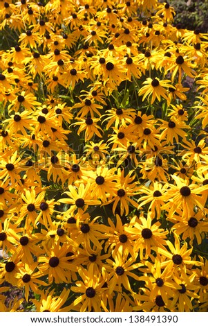 A field of black-eyed susan flowers.