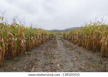 A field of harvested corn at dusk, Stowe, Vermont, USA