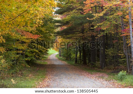 Gravel road leading through a canopy of trees, Stowe, Vermont, USA