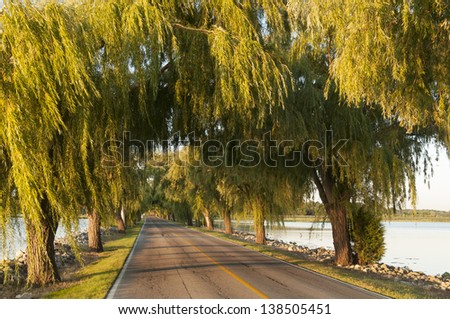 Car on a lonely road with a canopy of trees, Sandusky, Ohio, USA