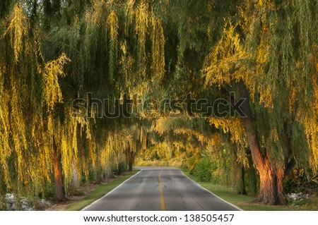 Canopy of trees over a lonely road.