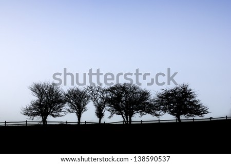 Digitally enhanced silhouetteted row of trees on a foggy morning, Stowe, Vermont, USA