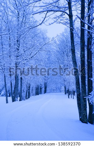 Road going between snow covered trees, Stowe, Vermont, USA