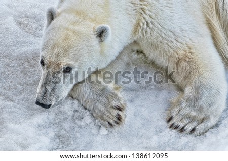 Digitally enhanced polar bear resting on the ice in Svalbard, Norway