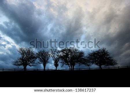Five trees along a roadway silhouetted against stormy clouds, Stowe Vermont, USA