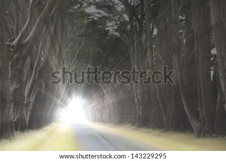 Tree canopy arching over a misty road, California, USA
