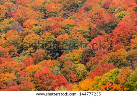Colorful field of trees on the side of a mountain during fall foliage in Stowe Vermont, USA