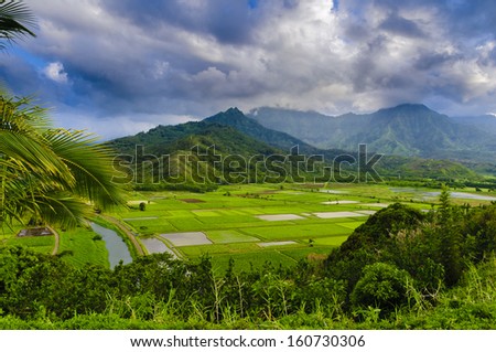 Overlooking the taro farm fields in Hanalei Valley, Kauai, Hawaii, USA