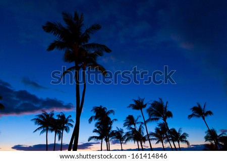Palm trees in silhouette on the beach at sunset, on Maui, Hawaii, USA