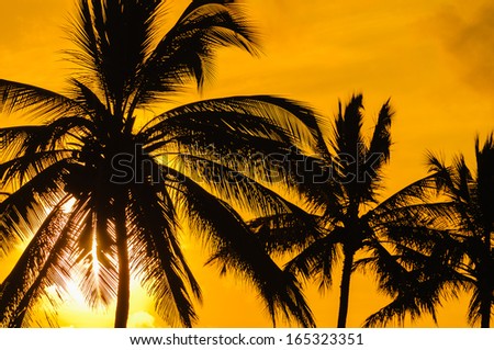 Palm trees in silhouette with the sun behind them, Maui, Hawaii, USA