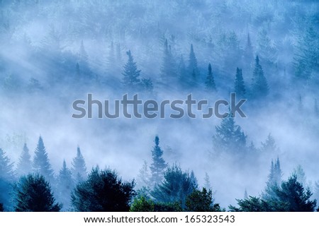 Overlooking a field of fog shrouded trees in the early morning light, Stowe, Vermont, USA