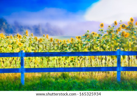 Digitally enhanced image of sunflowers on a foggy early morning in Stowe Vermont, USA