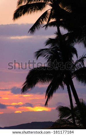 Palm trees silhouetted against a colorful tropical sunset on the island of Kauai, Hawaii, USA