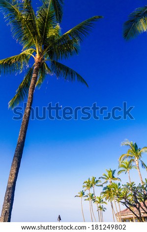 Moon peeking out behind a palm tree on the island of Kauai, Hawaii, USA