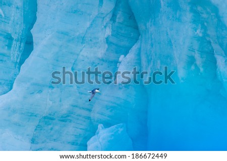 Seagull flying in front of a glacier in the Arctic Ocean, Hornsund, Norway