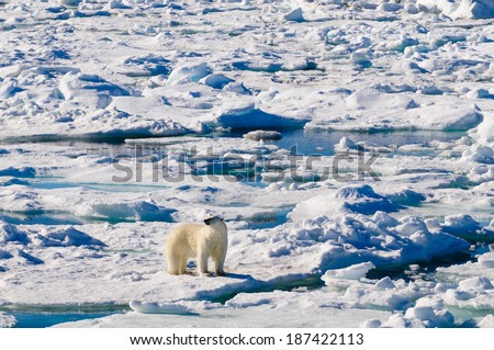 Polar bear on a large ice pack in the Arctic Circle, Barentsoya, Svalbard, Norway