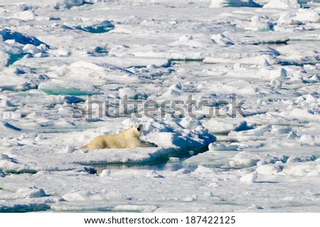 Large polar bear lying on a large ice pack in the Arctic Circle, Barentsoya, Svalbard, Norway