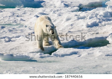 Polar bear walking on a large ice pack in the Arctic Circle, Barentsoya, Svalbard, Norway