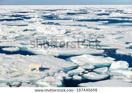 Polar bear walking between ice floats on a large ice pack in the Arctic Circle, Barentsoya, Svalbard, Norway
