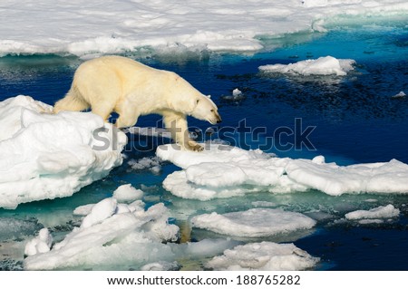 Polar bear walking between ice floats on a large ice pack in the Arctic Circle, Barentsoya, Svalbard, Norway
