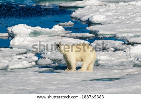 Polar bear walking on a large ice pack in the Arctic Circle, Barentsoya, Svalbard, Norway