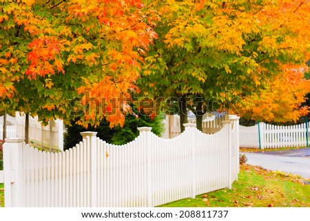 White picket fence and a maple tree during fall foliage season, Stowe Vermont, USA