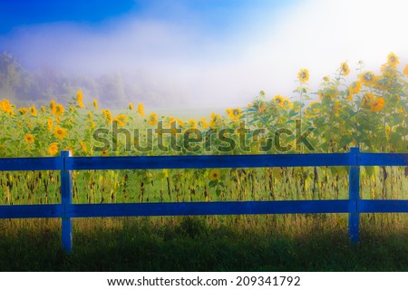 Sunflowers along a white post and rail fence on a foggy morning, Stowe Vermont, USA