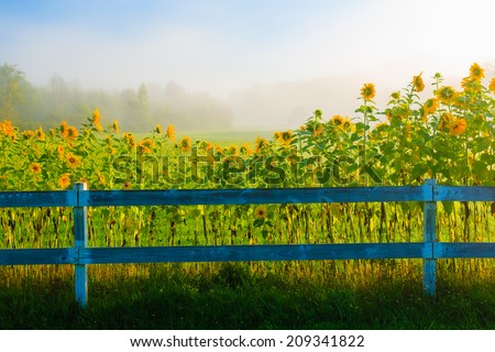 Sunflowers along a white post and rail fence on a foggy morning, Stowe Vermont, USA