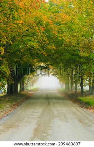 Gravel road through a row of trees in the early morning fog in early autumn, Stowe Vermont, USA