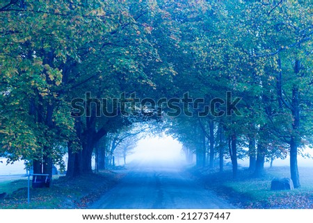 Gravel road through a row of trees in the early morning fog in early autumn, Stowe Vermont, USA