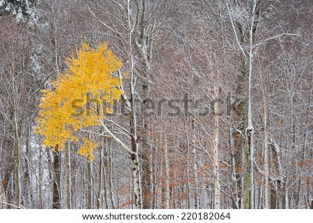 Solitary yellow maple tree among many snow covered trees, Stowe, Vermont, USA